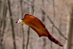 Obitelj beliche Obitelj beliche